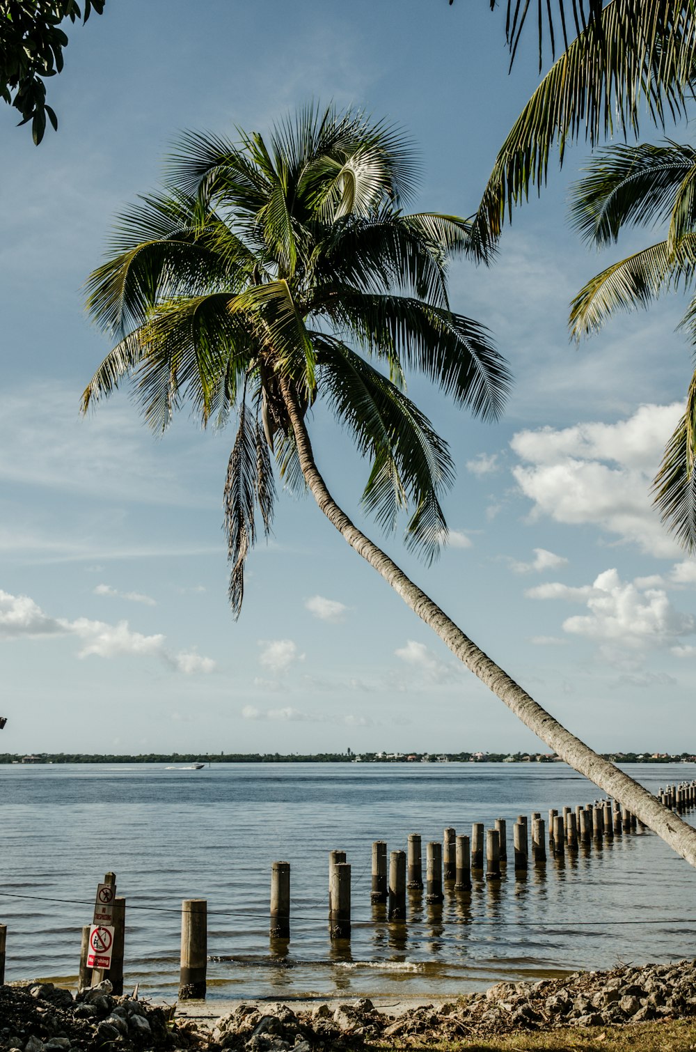 cocotier près de la mer pendant la journée