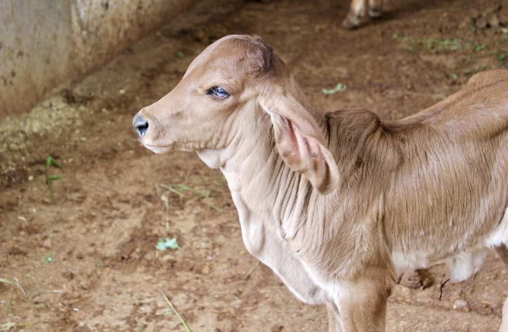 brown animal on brown soil