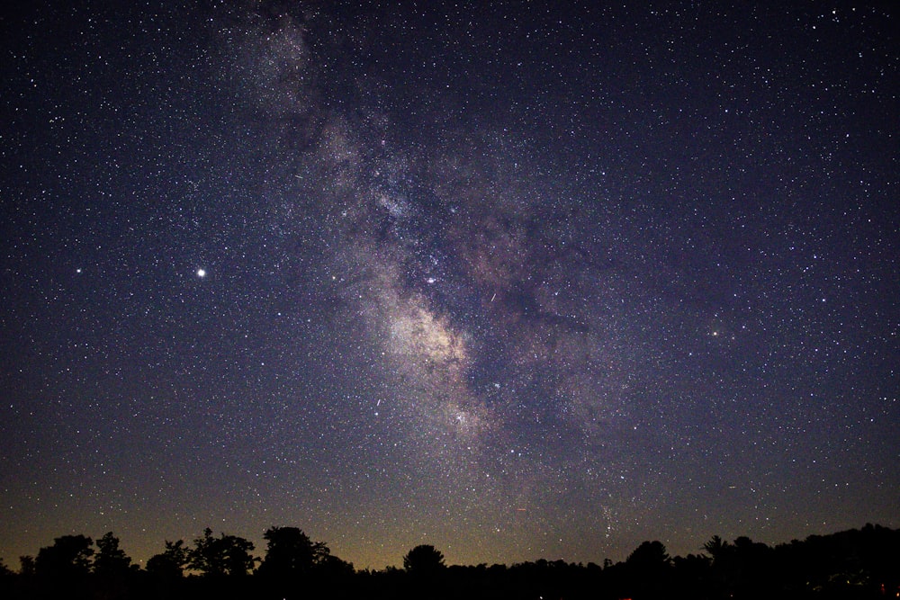 silhouette of trees under starry night