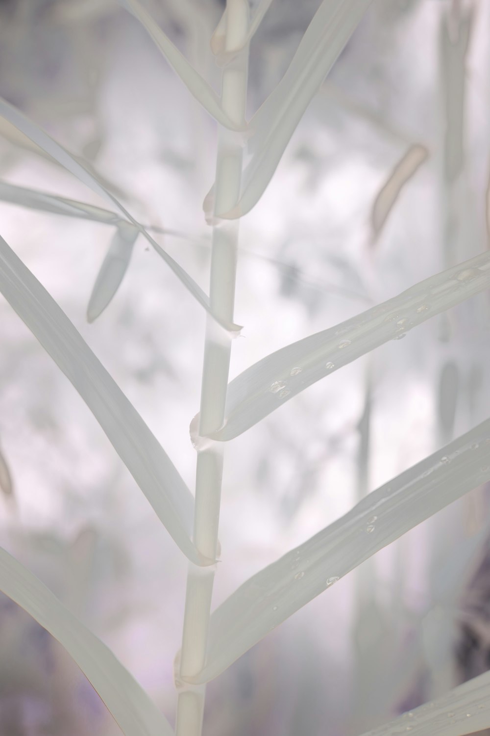 a close up of a plant with a blurry background