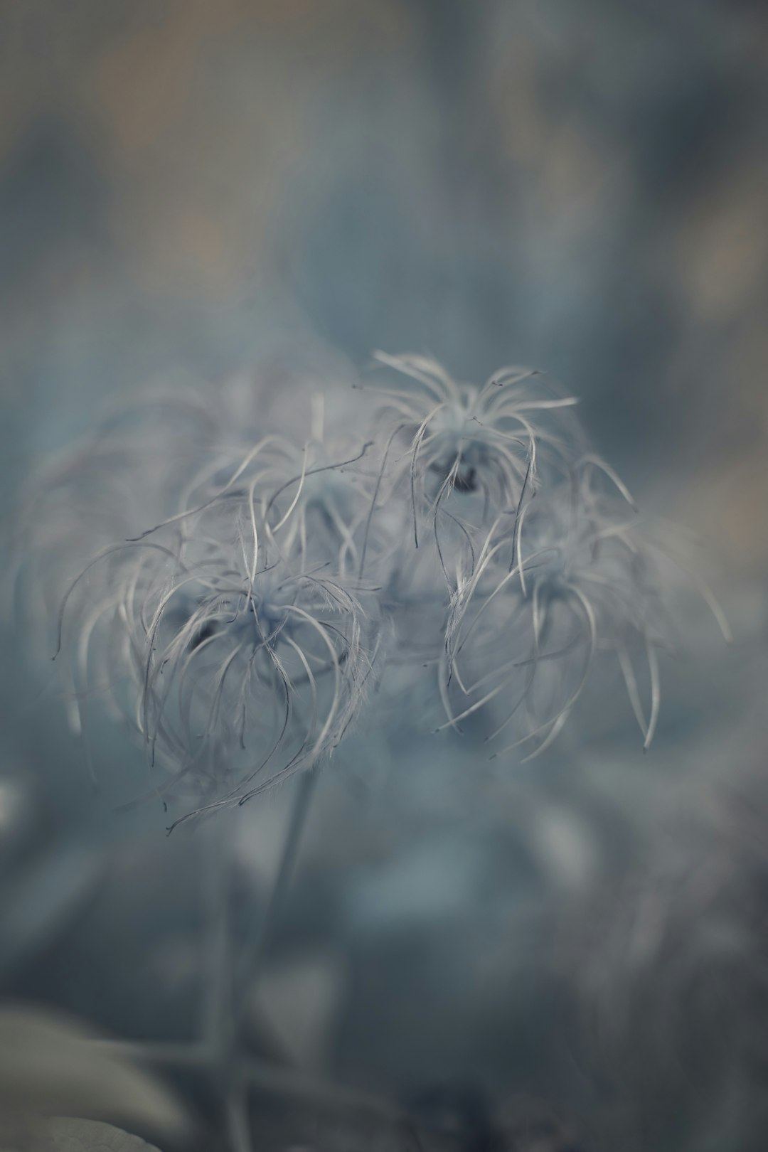 white dandelion in close up photography