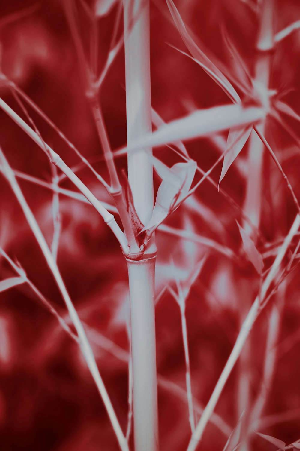 white and red flower in close up photography