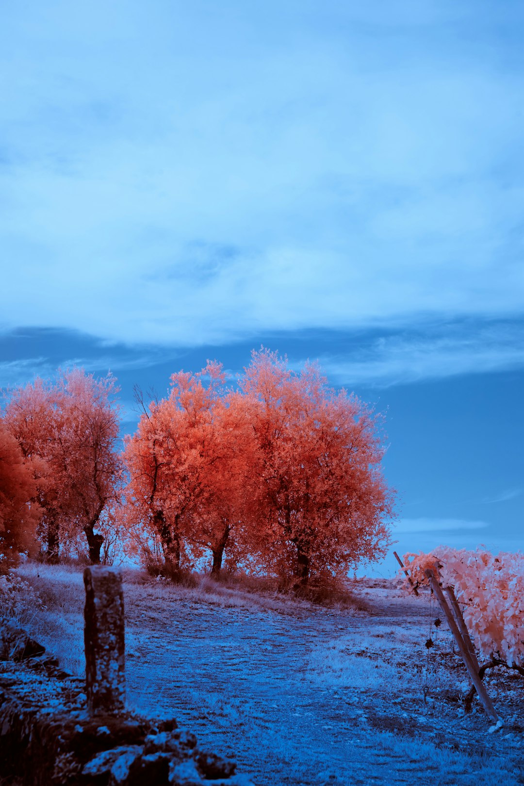 brown trees on brown field under blue sky during daytime