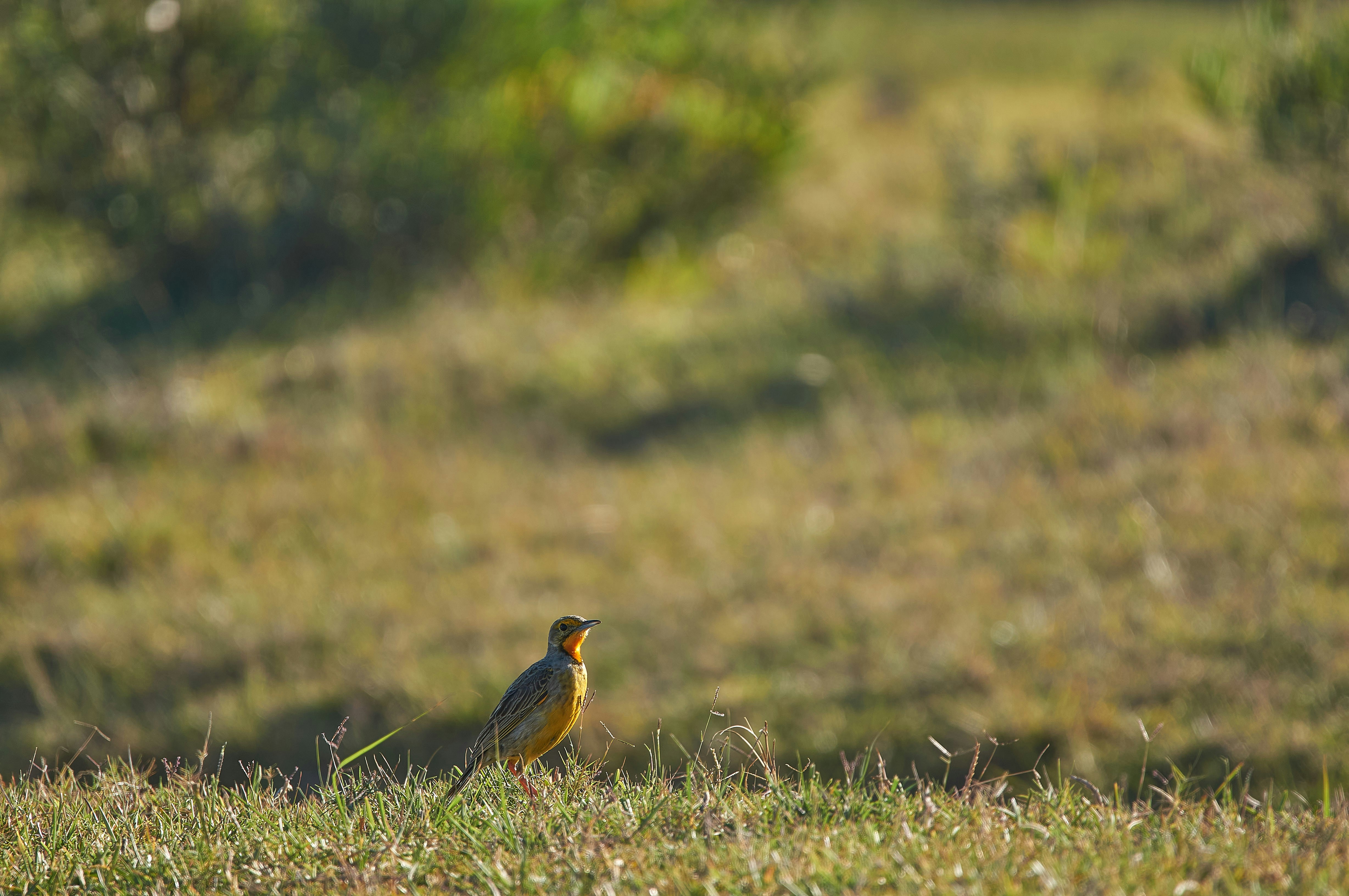 Photo by wolfgang_hasselmann