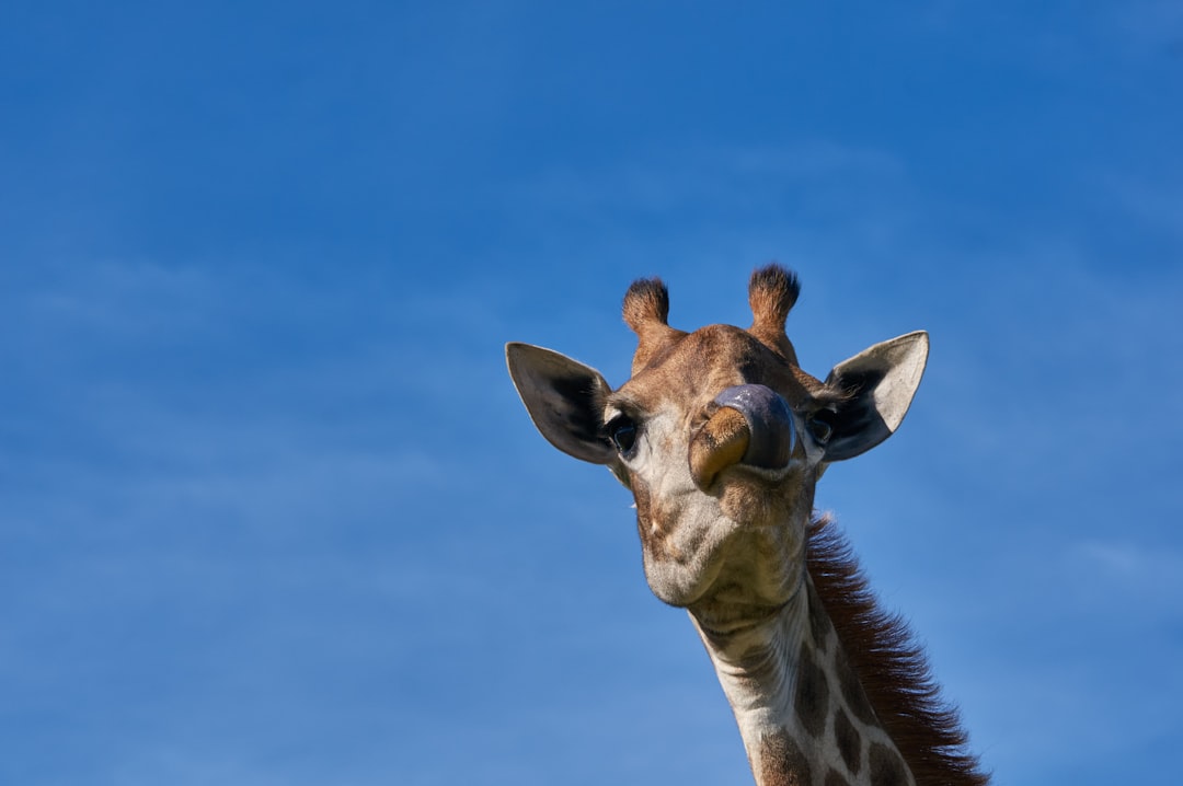 brown and white giraffe under blue sky during daytime