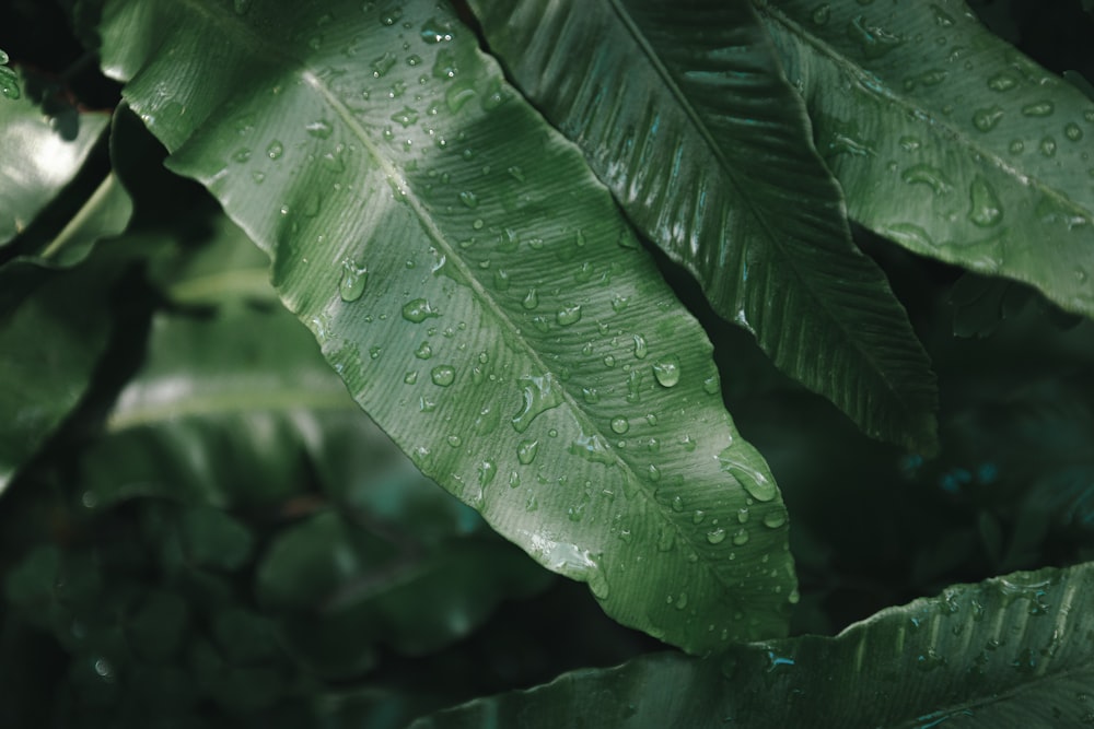 green leaf with water droplets