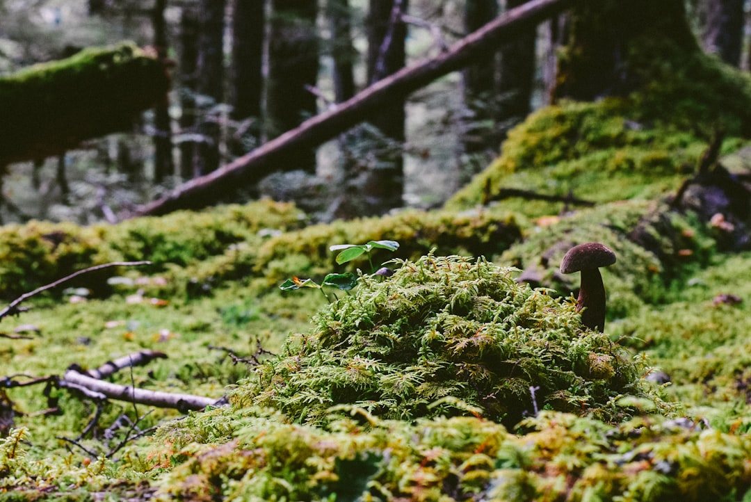 green moss on brown tree trunk