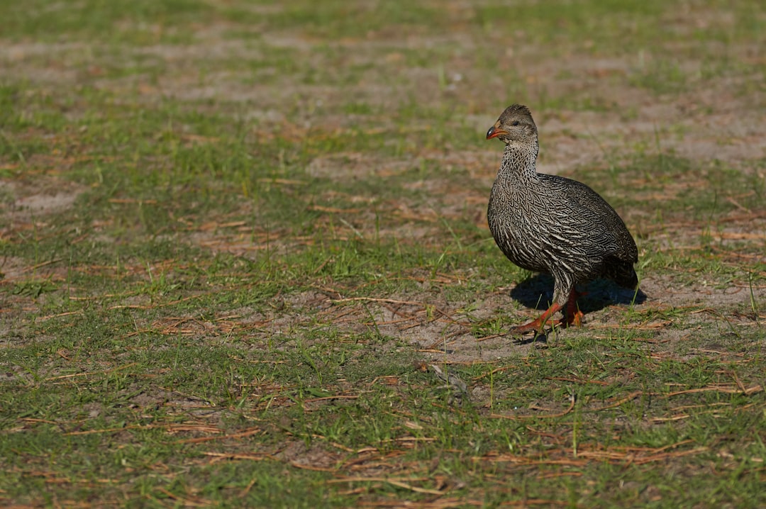 black duck on brown grass field during daytime