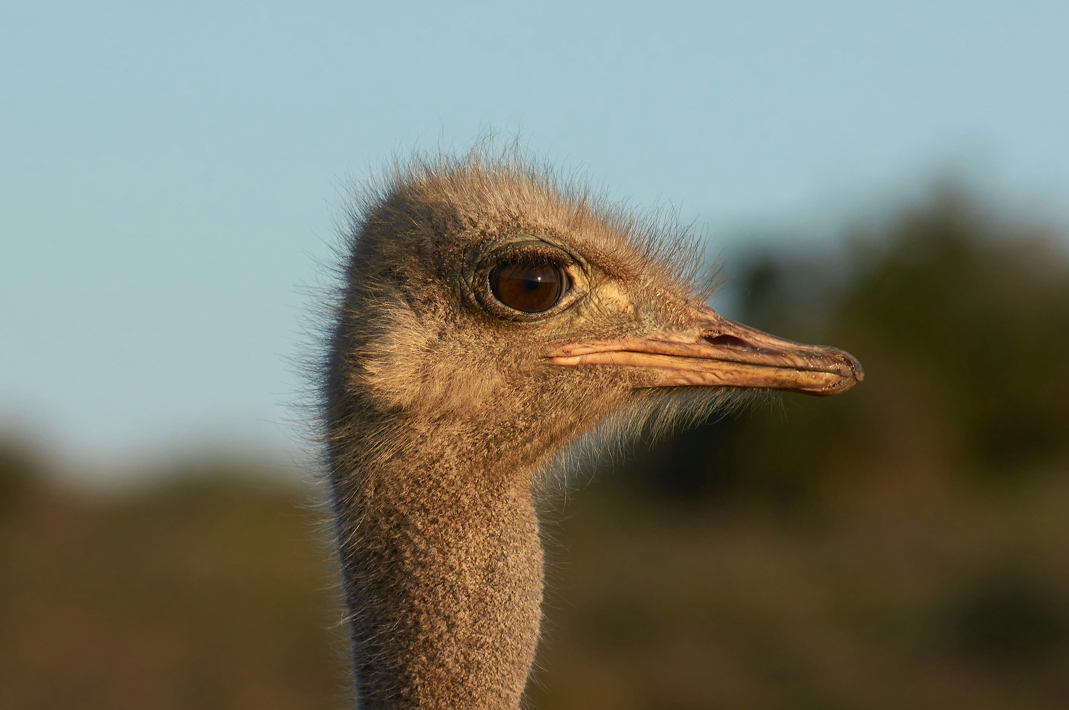 Photo by wolfgang_hasselmann