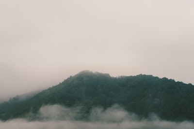 green trees covered by fog mali teams background