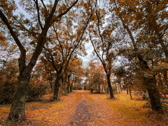 Tineretului Park things to do in Bucharest