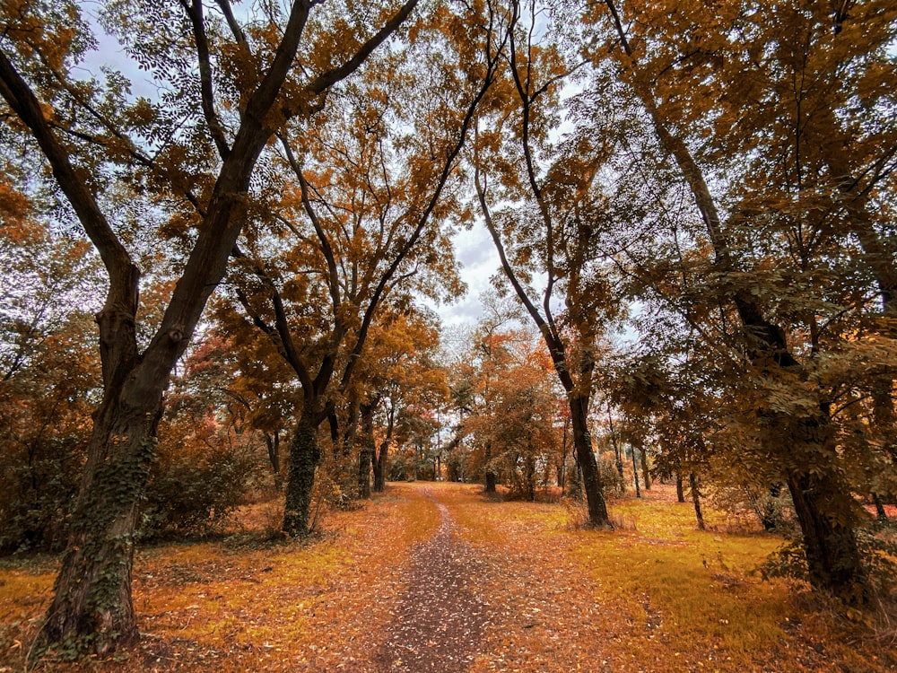 brown and green trees during daytime