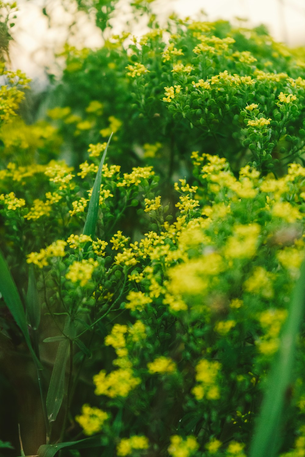 yellow flowers with green leaves