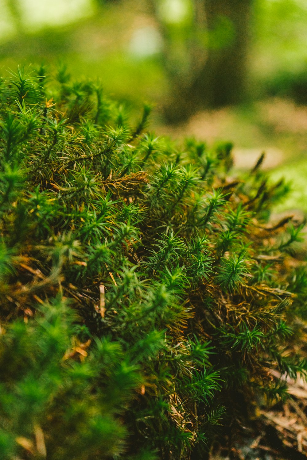 green grass in close up photography