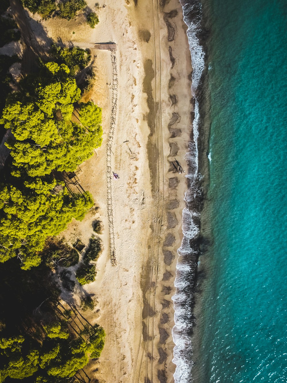 aerial view of green trees beside body of water during daytime