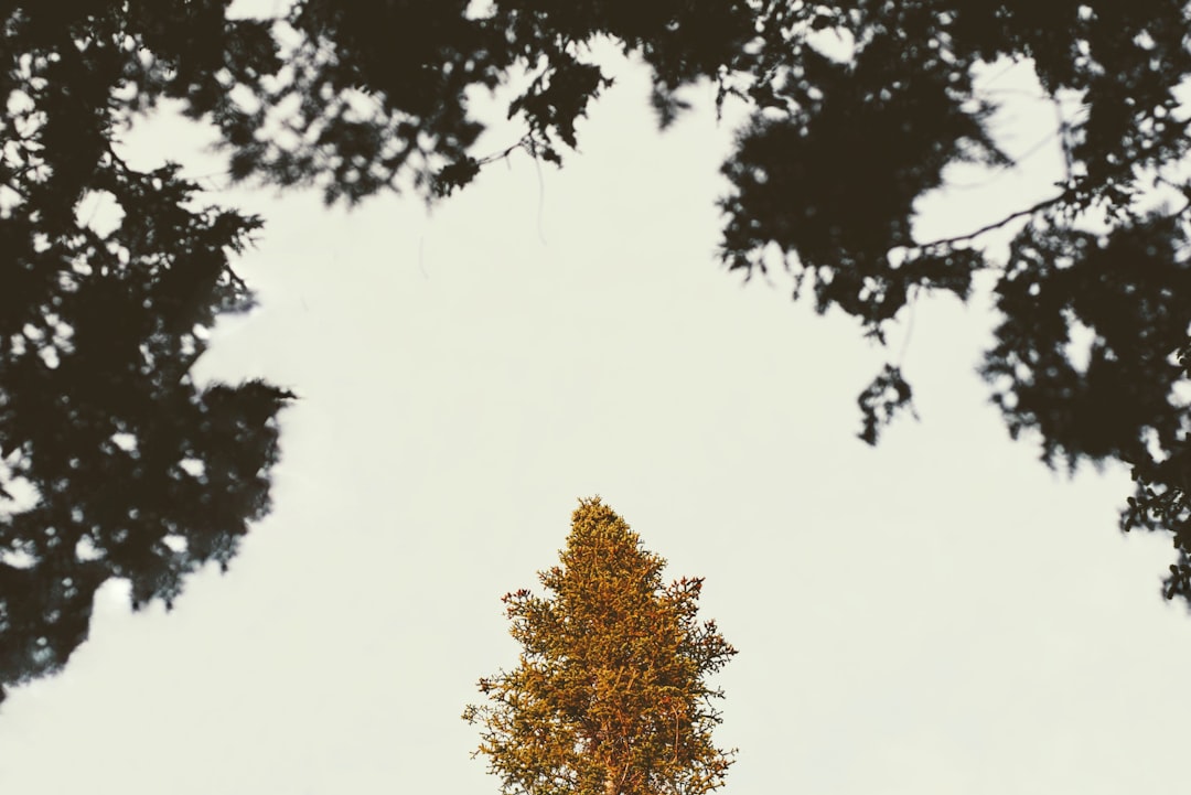 green and brown tree under white sky