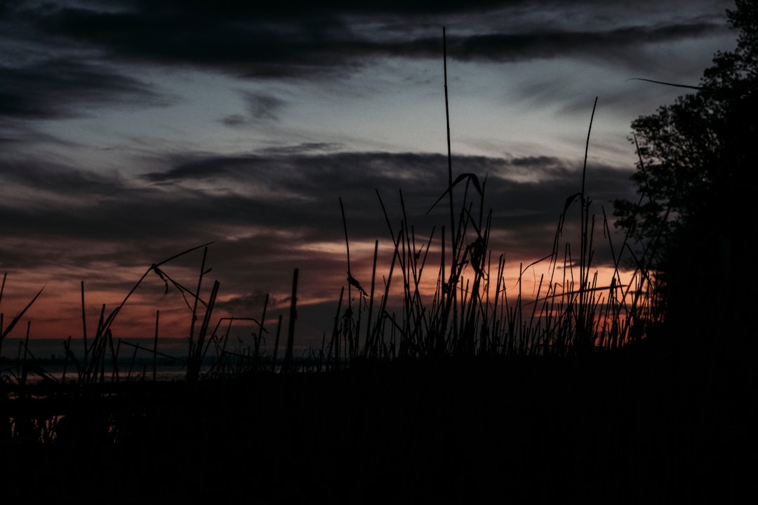 silhouette of grass during sunset