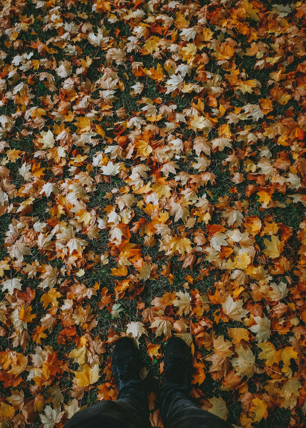 person in black shoes standing on dried leaves