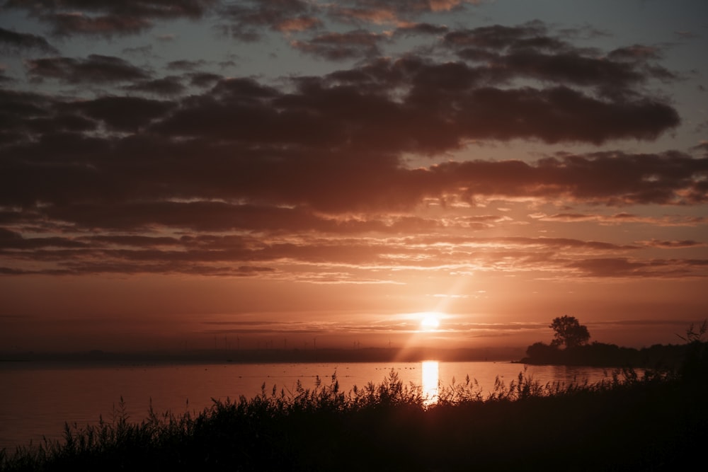 silhouette of trees during sunset