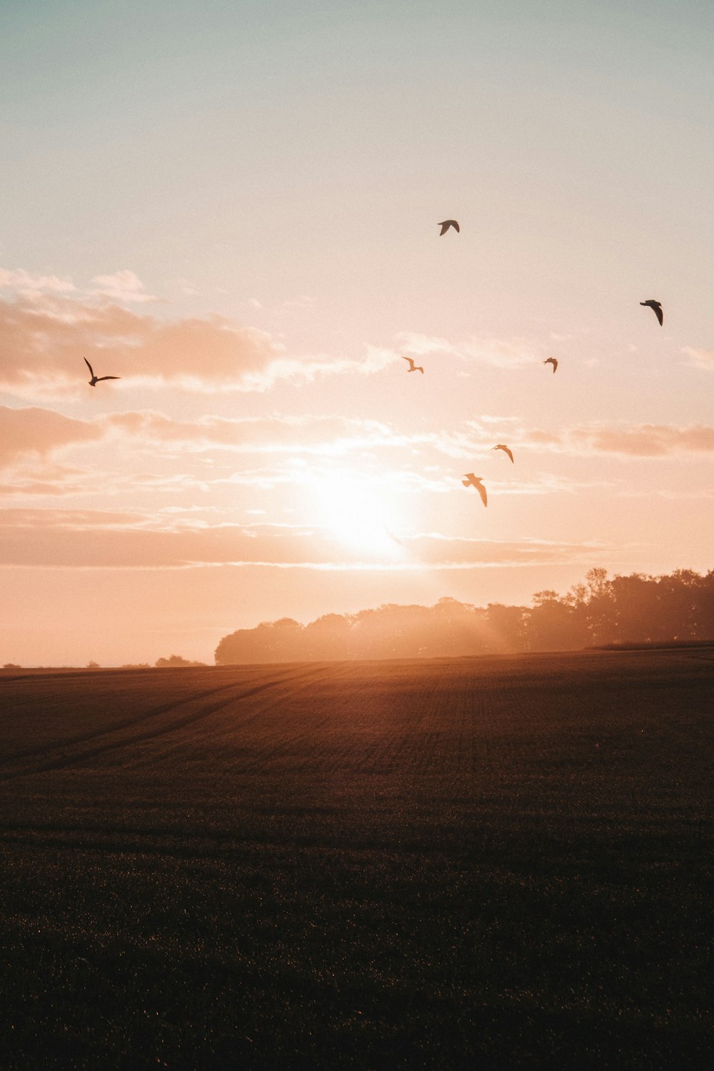 birds flying over the sea during sunset