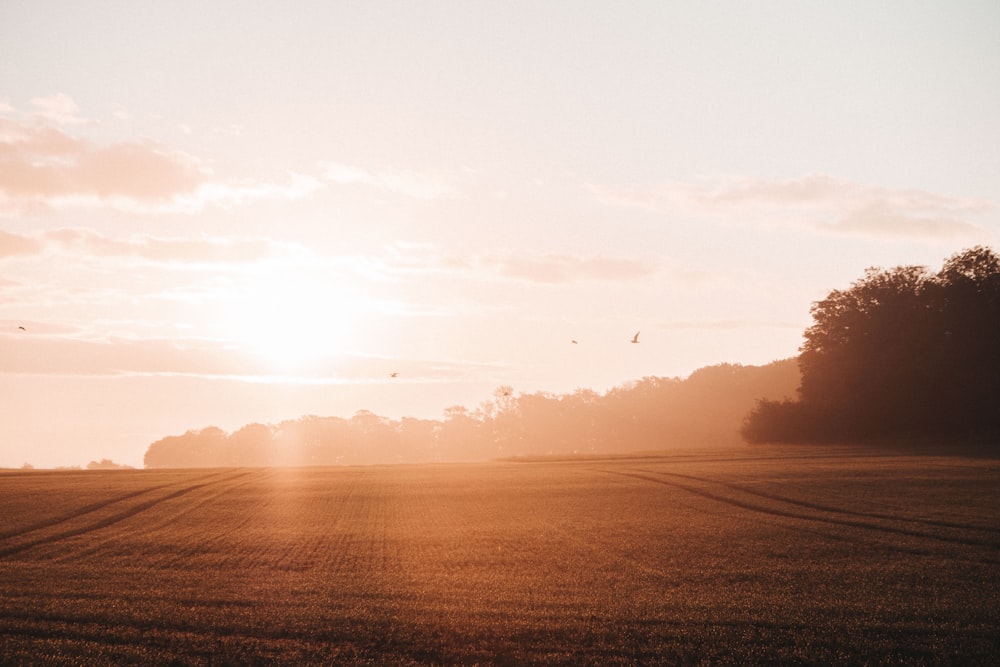 green grass field during sunset