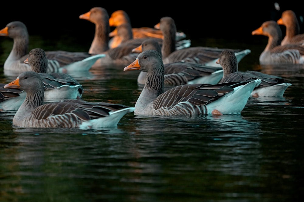 brown and white duck on water