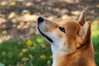 A Shiba Inu dog looking upwards with alert ears against a blurred outdoor background. The light illuminates the fur, showing shades of orange and white. The focus is primarily on the dog's face, with hints of greenery and scattered leaves in the background.