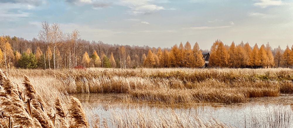 brown grass field near body of water during daytime