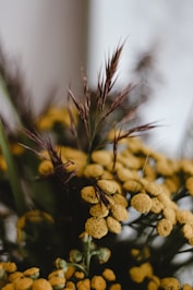 brown plant in tilt shift lens