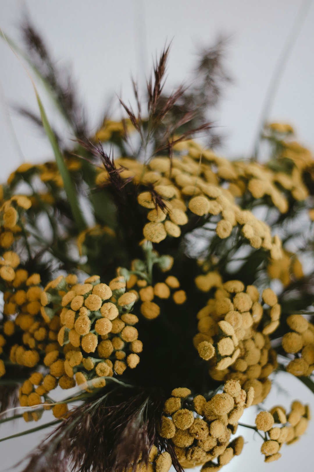 yellow round fruits on green grass during daytime