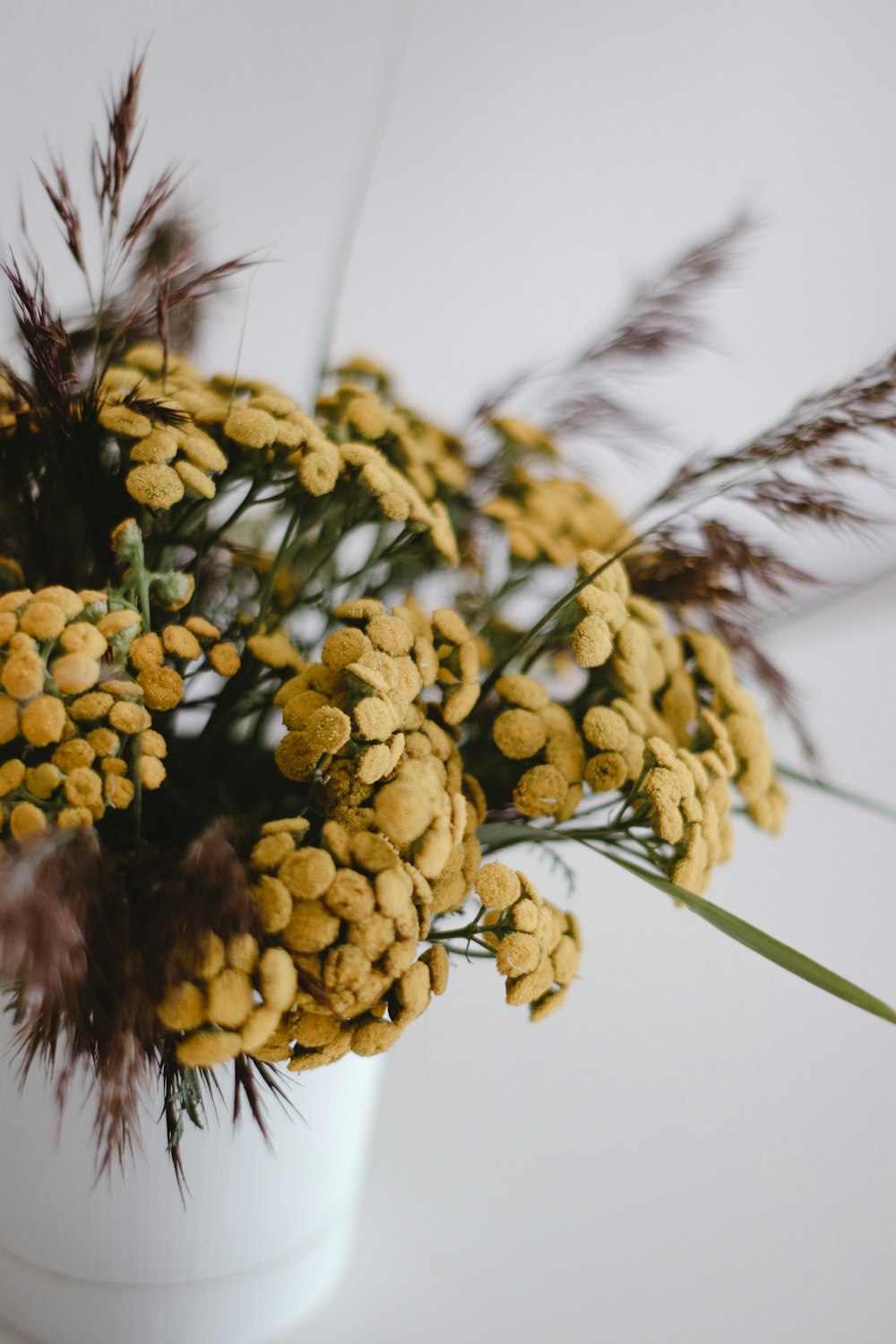 yellow flowers under white sky during daytime