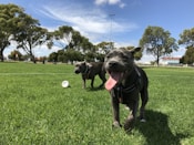 black short coated dog playing with white ball on green grass field during daytime