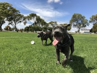Two dogs playing together under the watchful eye of their walker in a green open field.