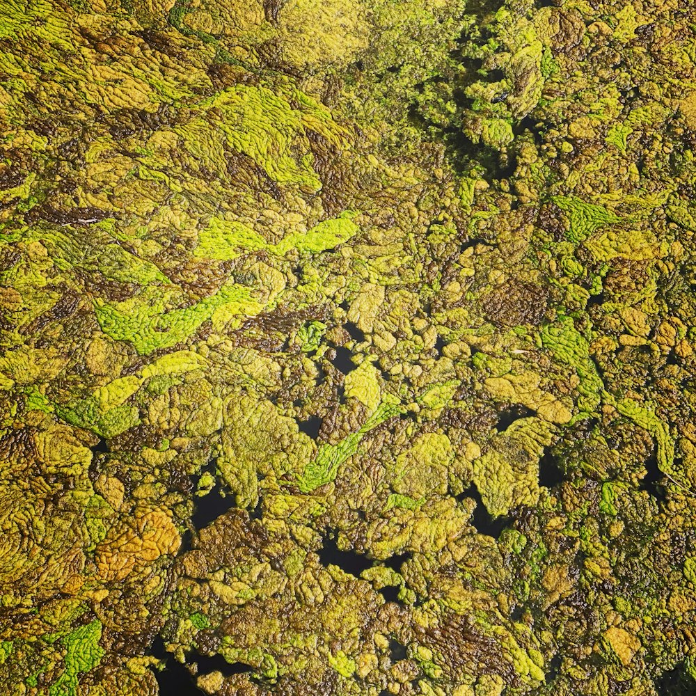 musgo verde en suelo marrón