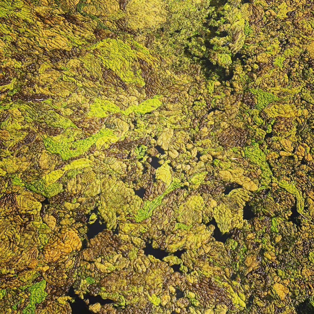 Forest photo spot Dartmoor National Park Truro