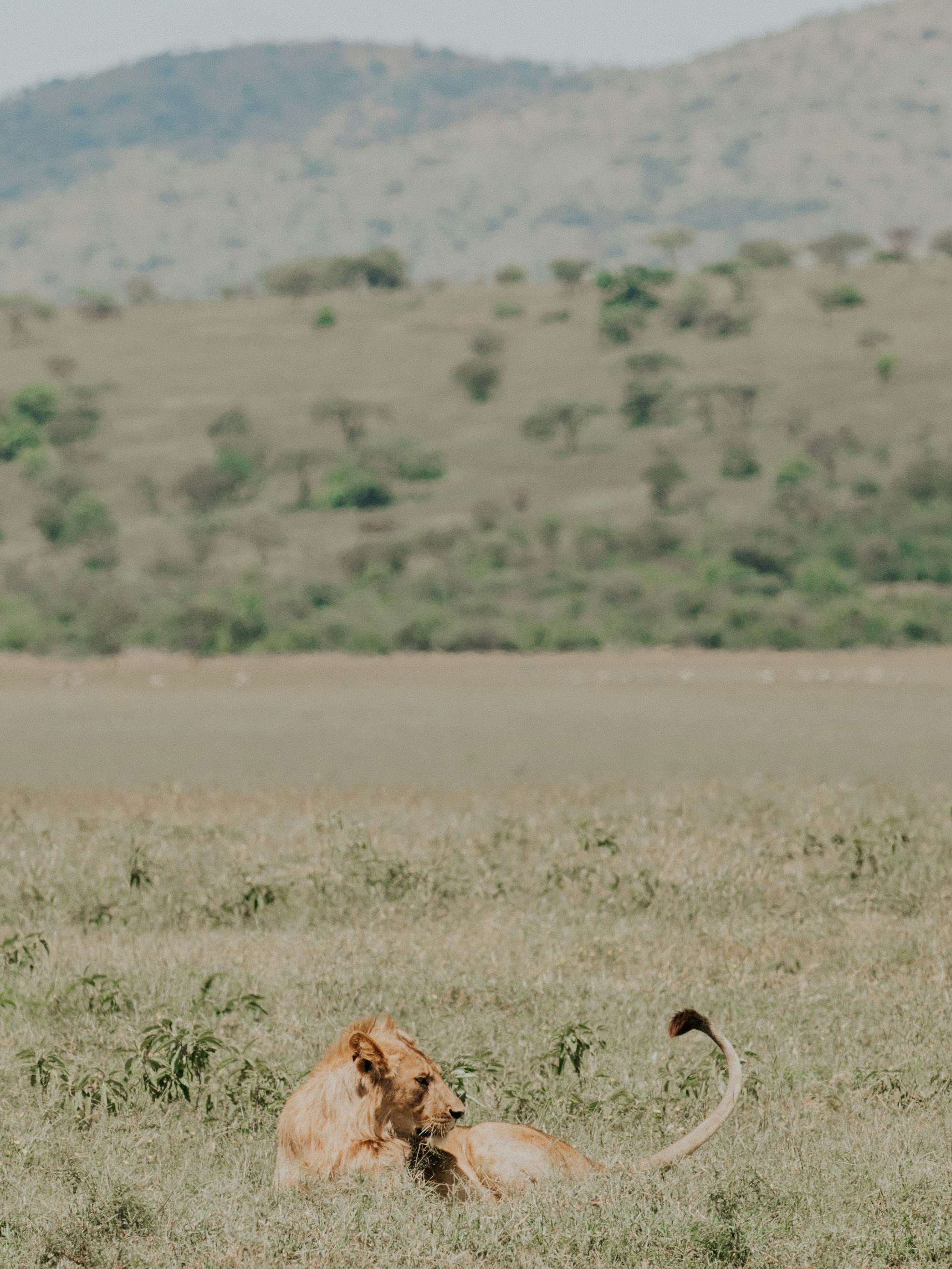 brown animal on green grass field during daytime