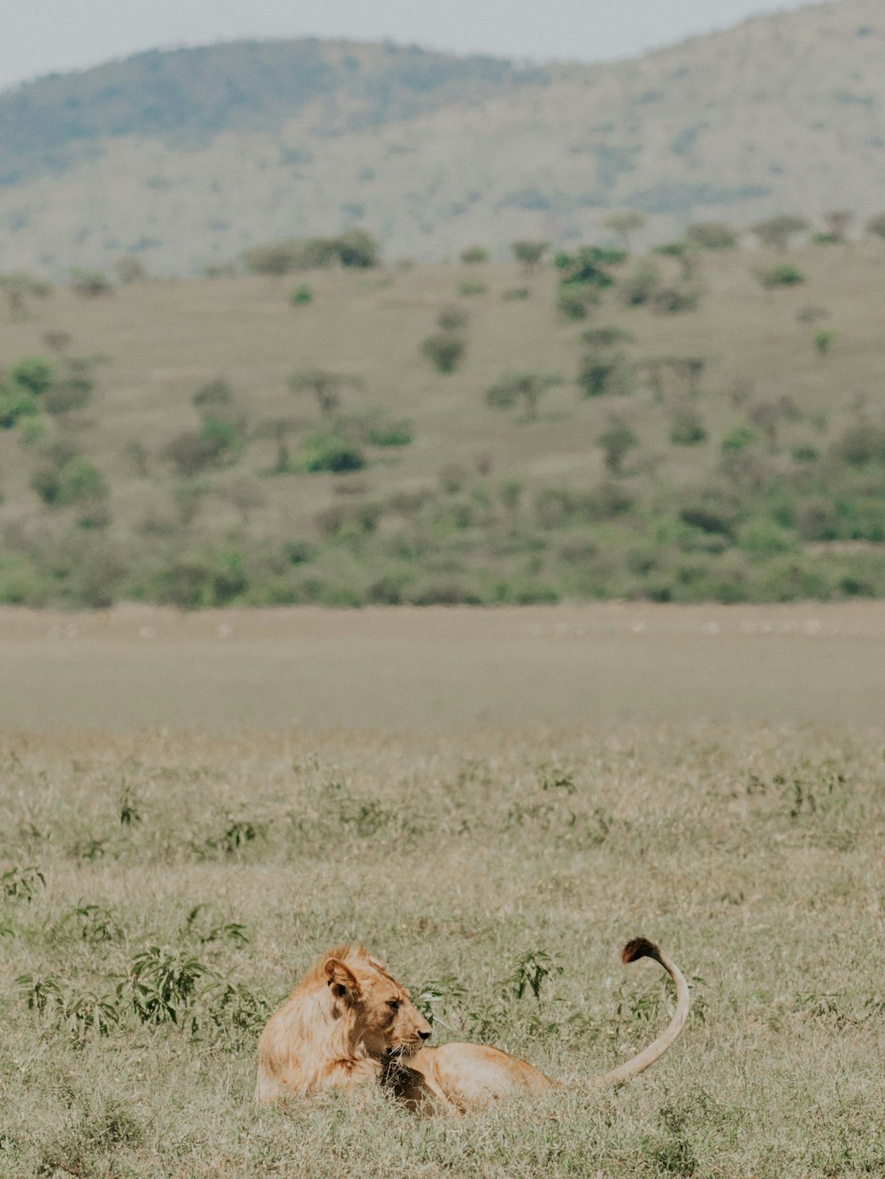 brown animal on green grass field during daytime