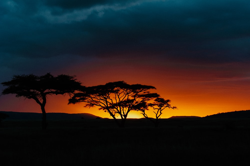 silhouette di alberi durante il tramonto