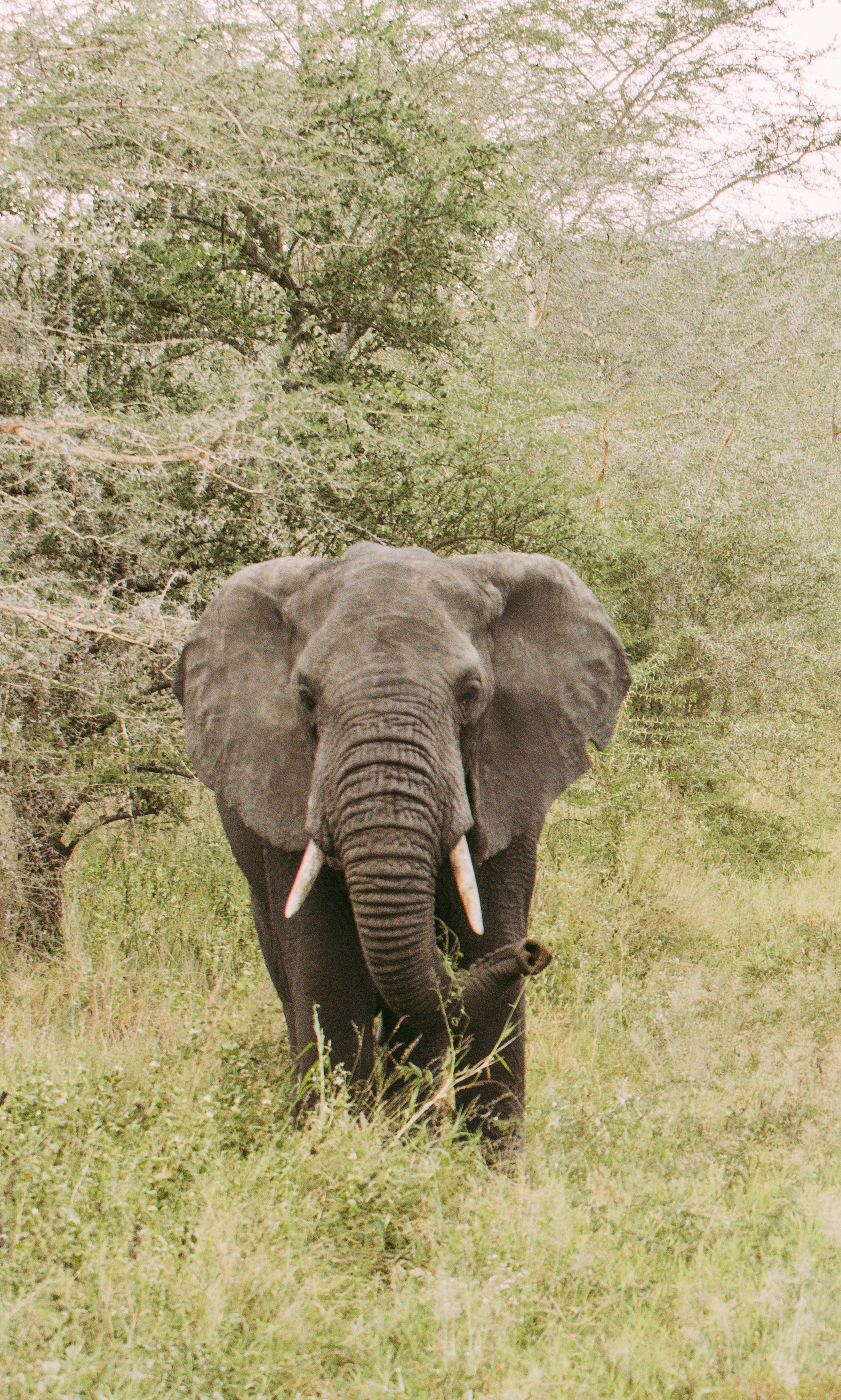 elephant on green grass field during daytime
