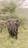 elephant on green grass field during daytime