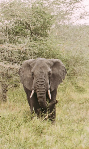 elephant on green grass field during daytime