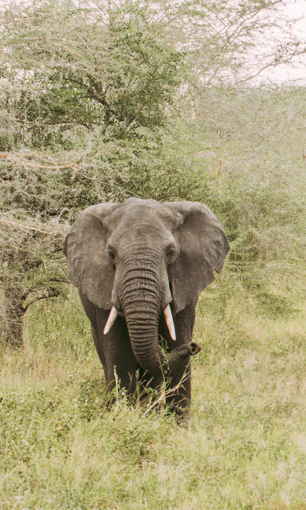 Elefant tagsüber auf grünem Grasfeld