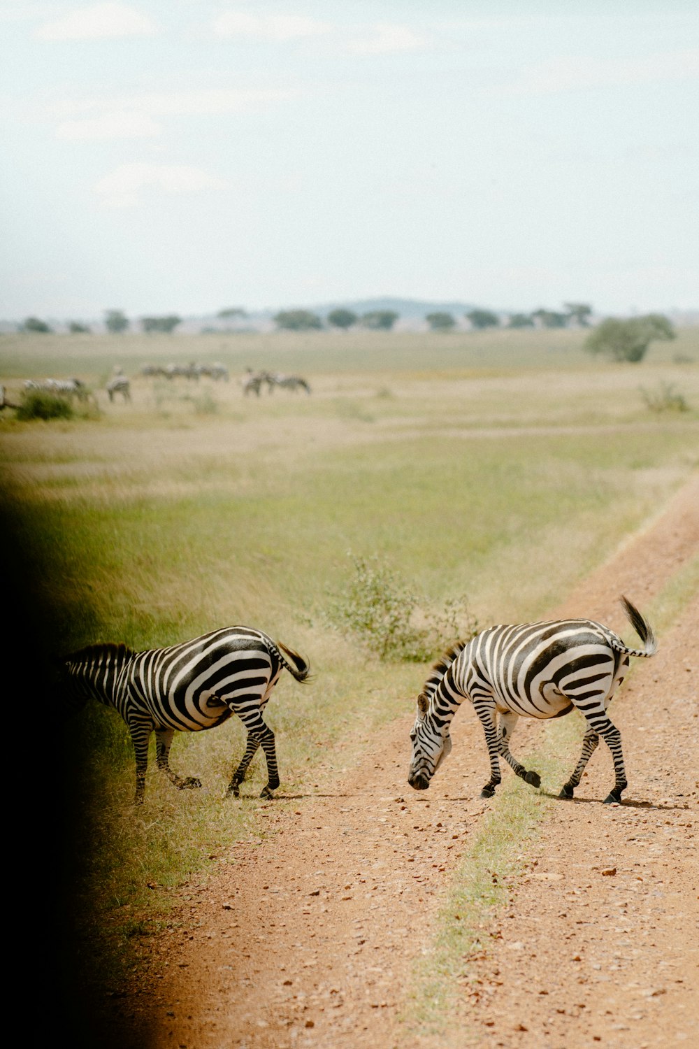 Zebra sul campo di erba verde durante il giorno
