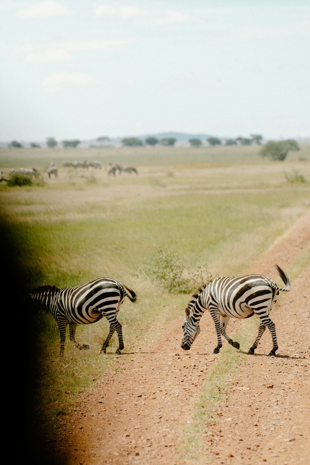 zebra on green grass field during daytime