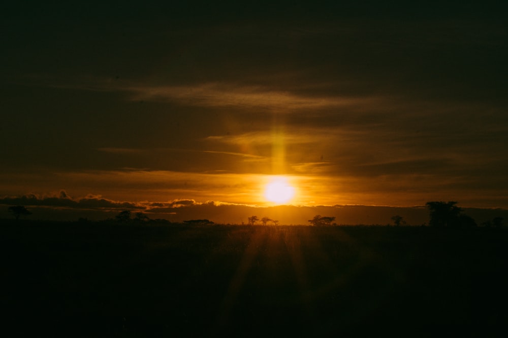 silhouette of trees during sunset