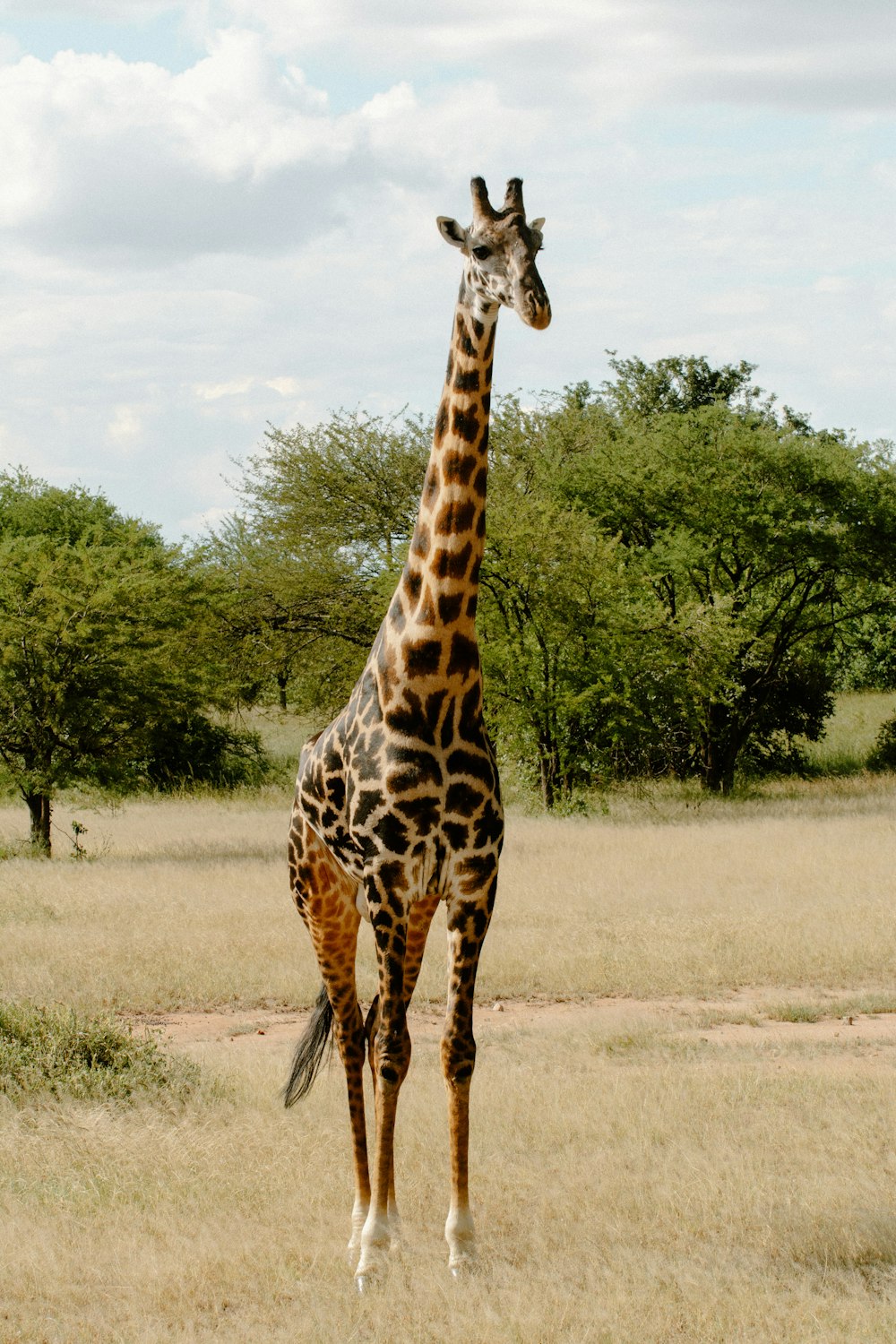 girafa em pé no campo marrom durante o dia