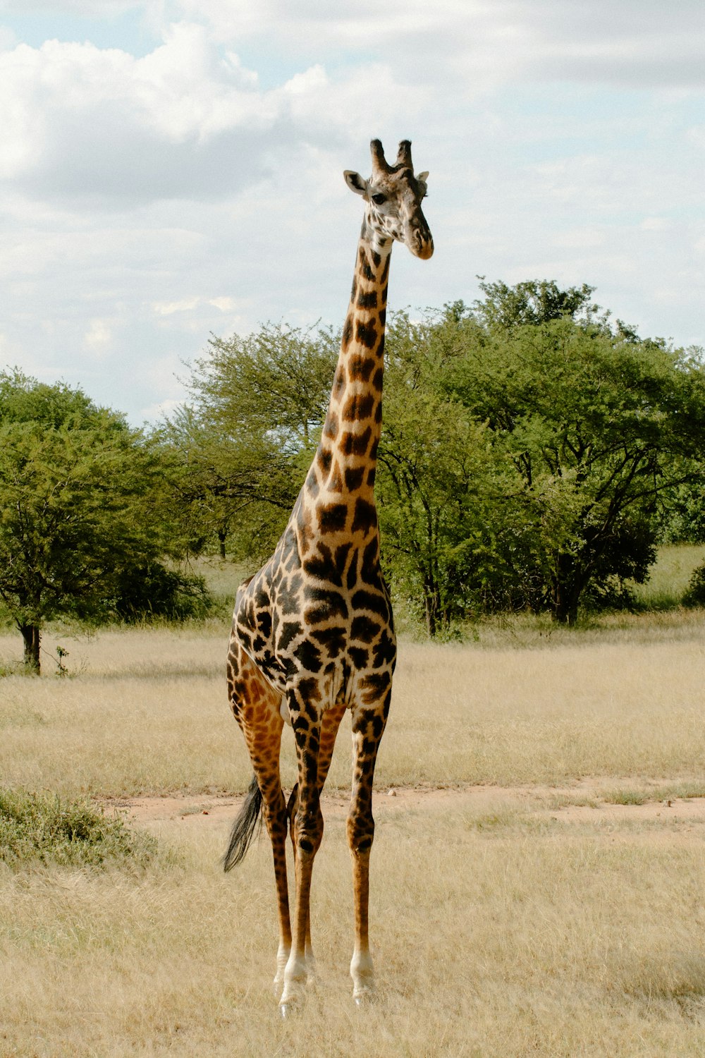 giraffe standing on brown field during daytime