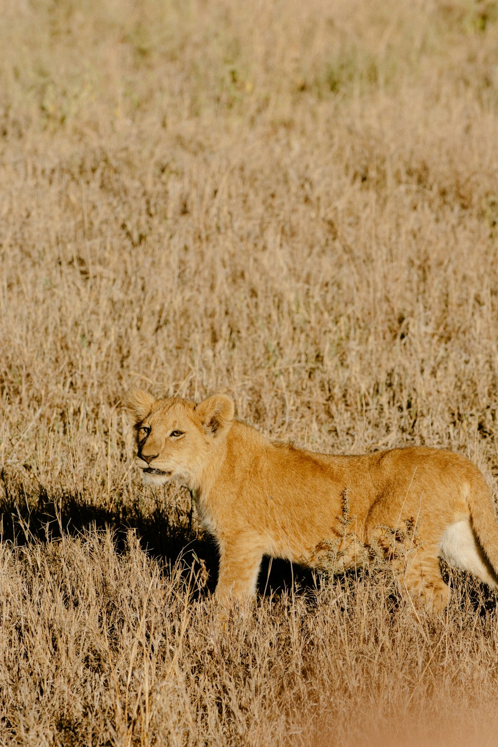 leonessa marrone sul campo di erba marrone durante il giorno