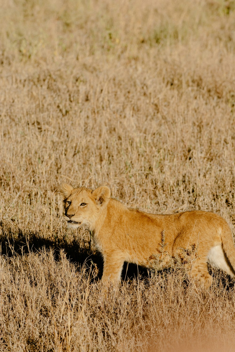 brown lioness on brown grass field during daytime