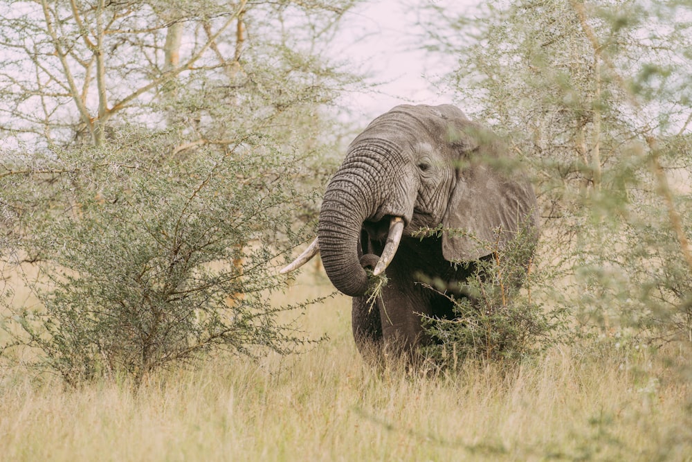 elefante no campo marrom da grama durante o dia